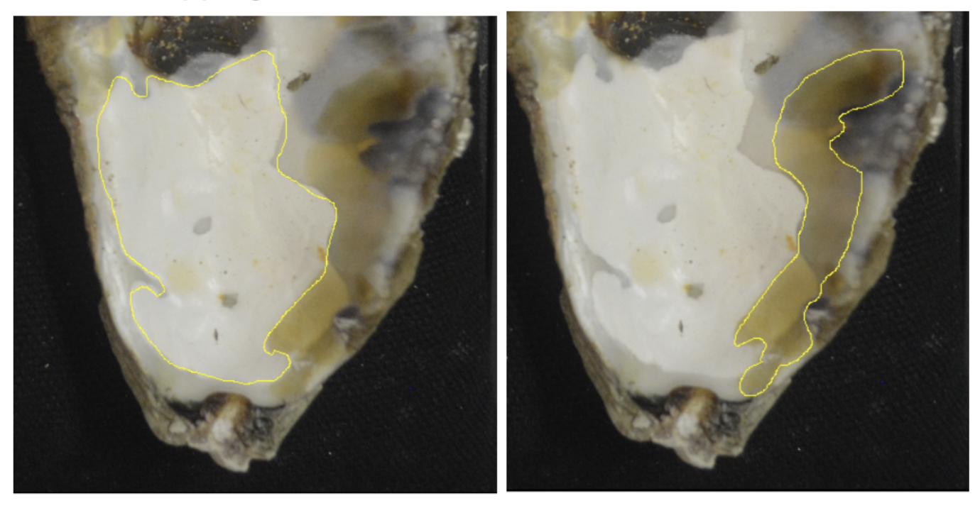 An oyster shell shows overlapping healed white and current infection yellow blisters