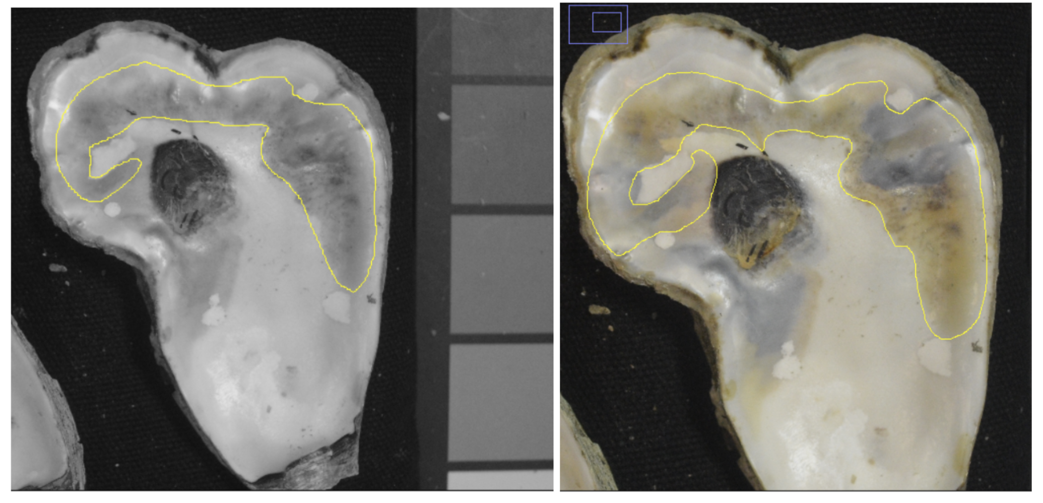 An oyster shell shows a multicolored blister